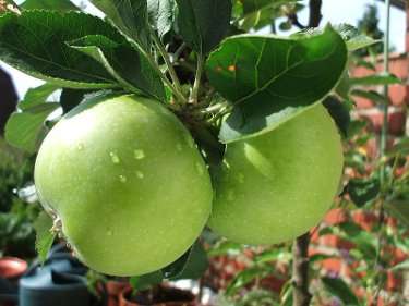 apple.jpg - 15,27 kB