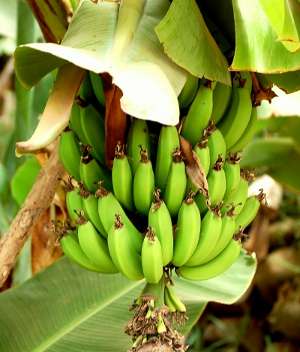bananas_2.jpg - 16,73 kB