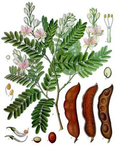 tamarind.jpg - 30,73 kB