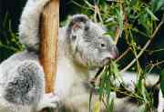 180px_koala_ag1.jpg - 3,95 kB