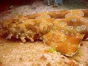 180px_wobbegong.jpg - 4,47 kB