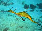 200px_phyllopteryx_taeniolatus1.jpg - 4,95 kB