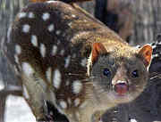 220px_spottedquoll_2005_seanmcclean.jpg - 4,28 kB