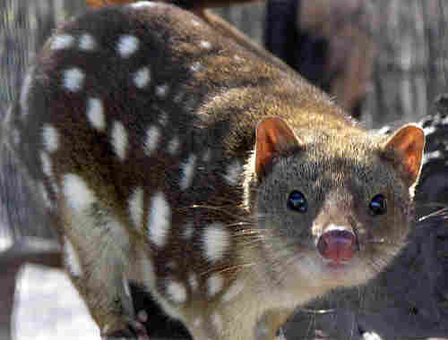789px_spottedquoll_2005_seanmcclean.jpg - 10,06 kB