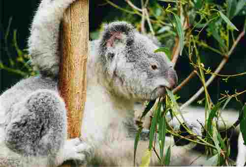 800px_koala_ag1.jpg - 10,90 kB