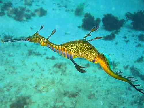 800px_phyllopteryx_taeniolatus1.jpg - 12,10 kB