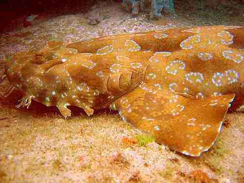 800px_wobbegong.jpg - 16,64 kB