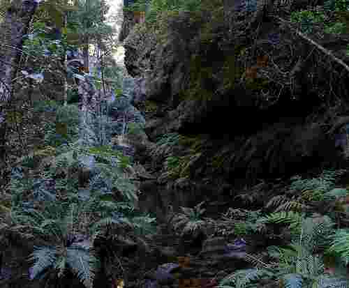 727px_rainforest_bluemountainsnsw.jpg - 10,56 kB